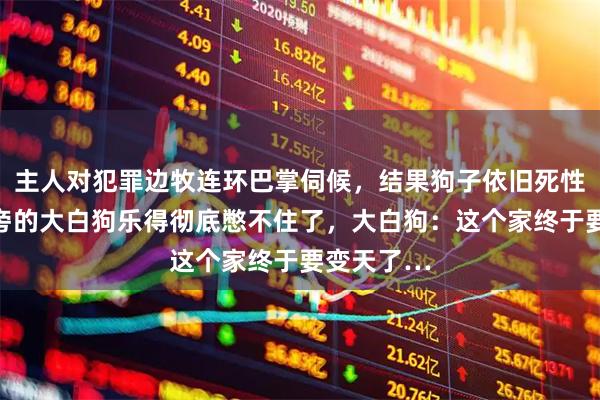 主人对犯罪边牧连环巴掌伺候，结果狗子依旧死性不改，一旁的大白狗乐得彻底憋不住了，大白狗：这个家终于要变天了…